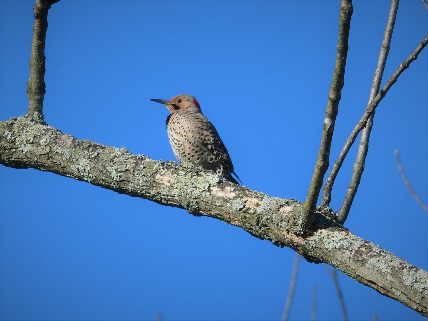 Northern Yellow-shafted Flicker