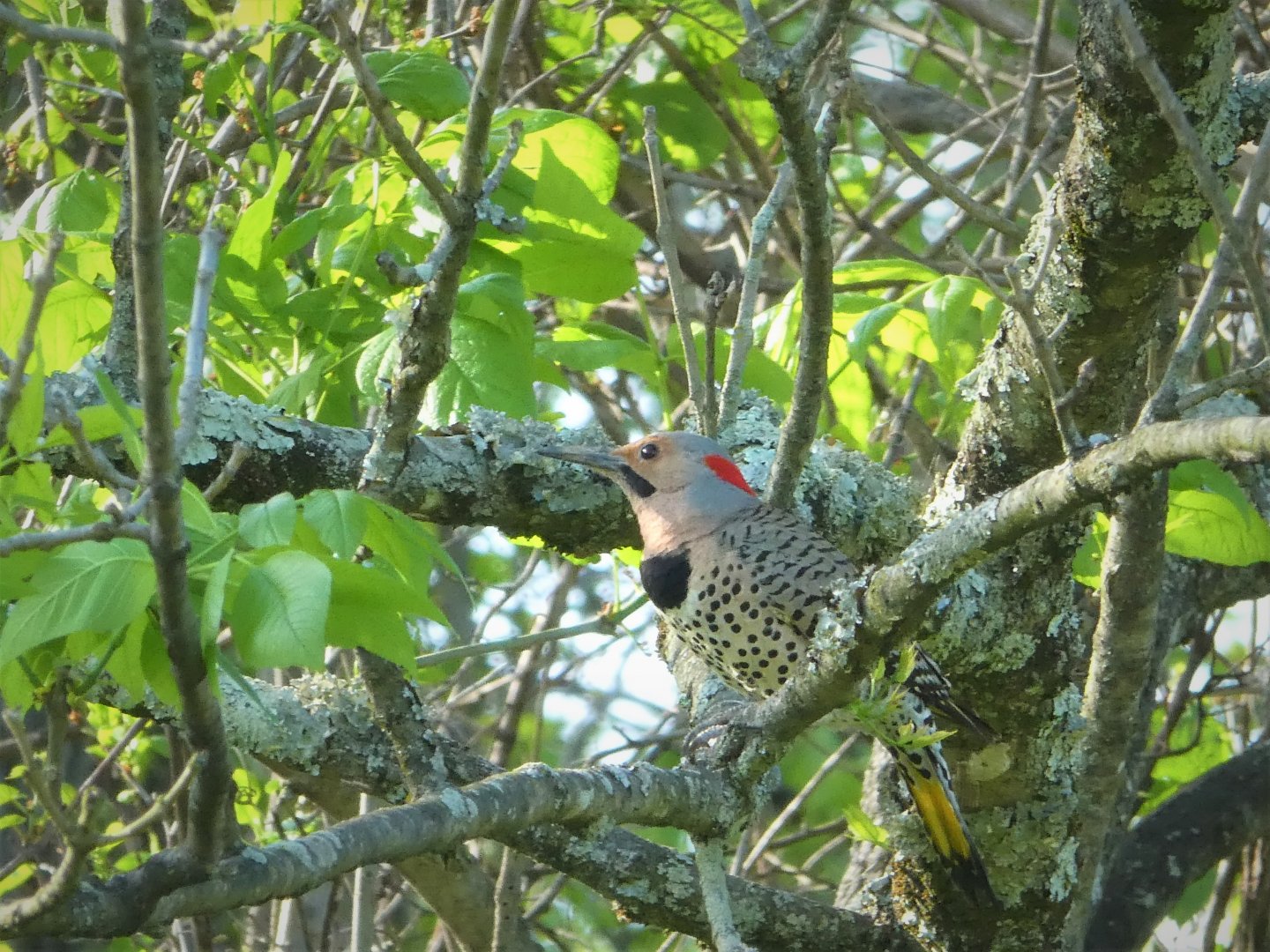 Northern Yellow-shafted Flicker
