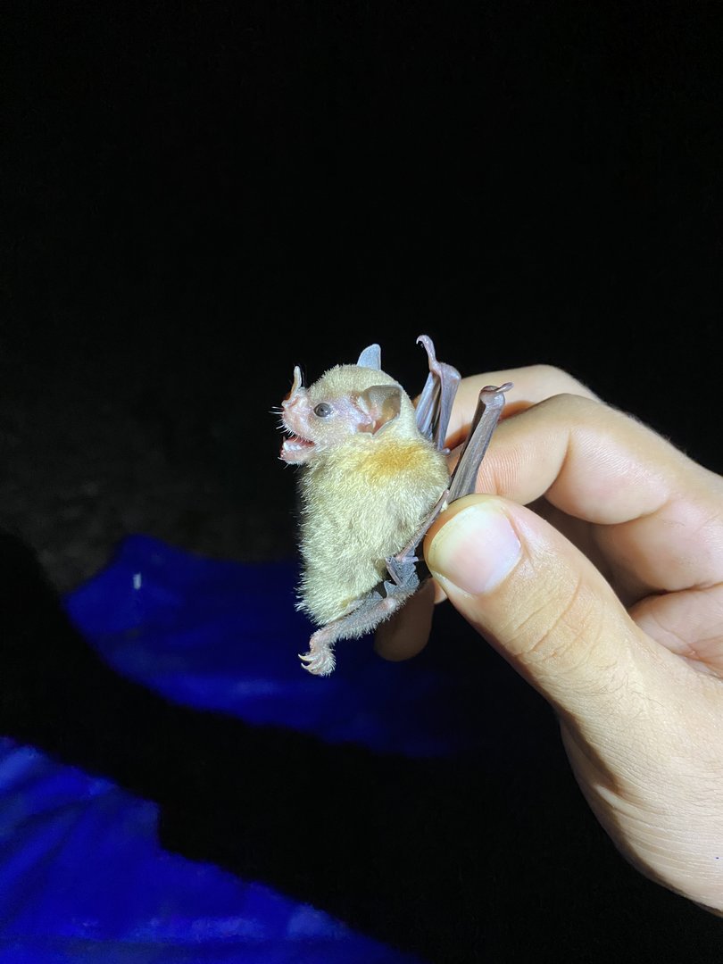 Northern Yellow-shouldered Bat (Sturnira parvidens)