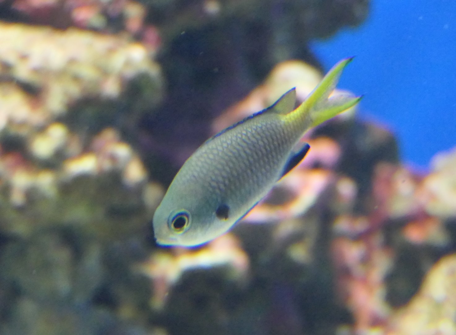 Northern Yellow-spotted Chromis (Chromis yamakawai)