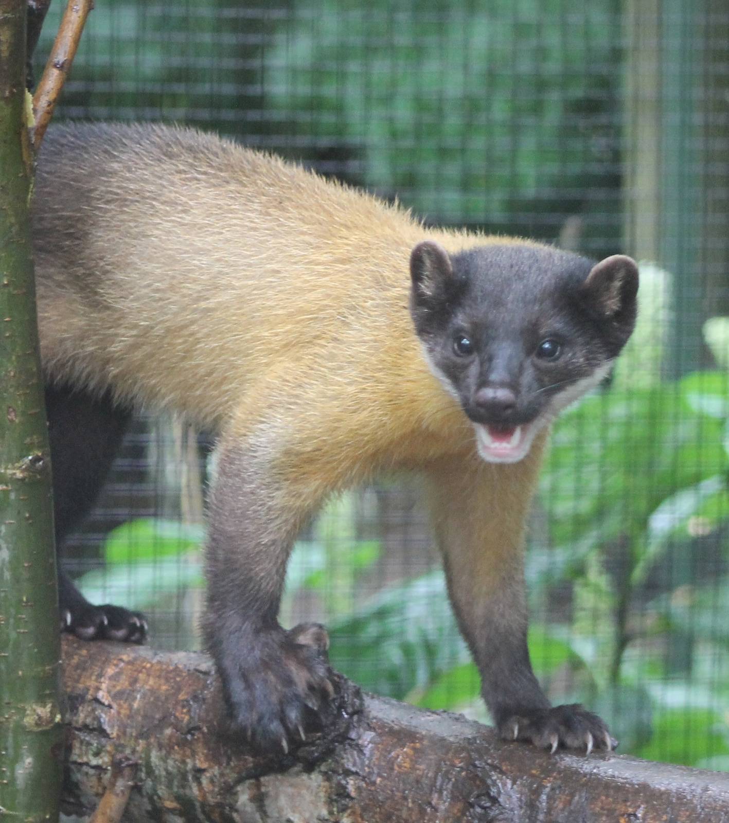 Northern yellow-throaded marten