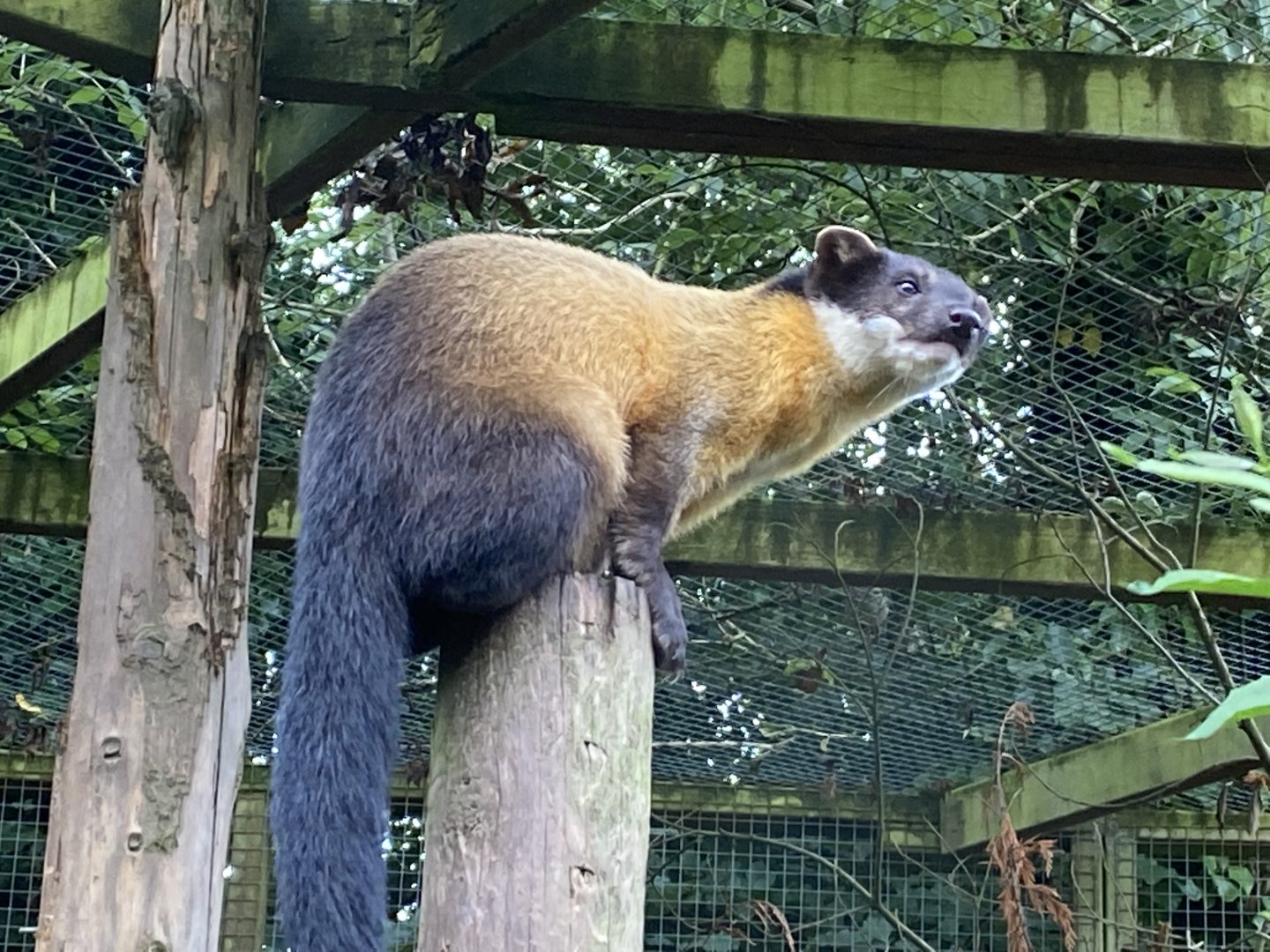 Northern yellow-throated marten 020822