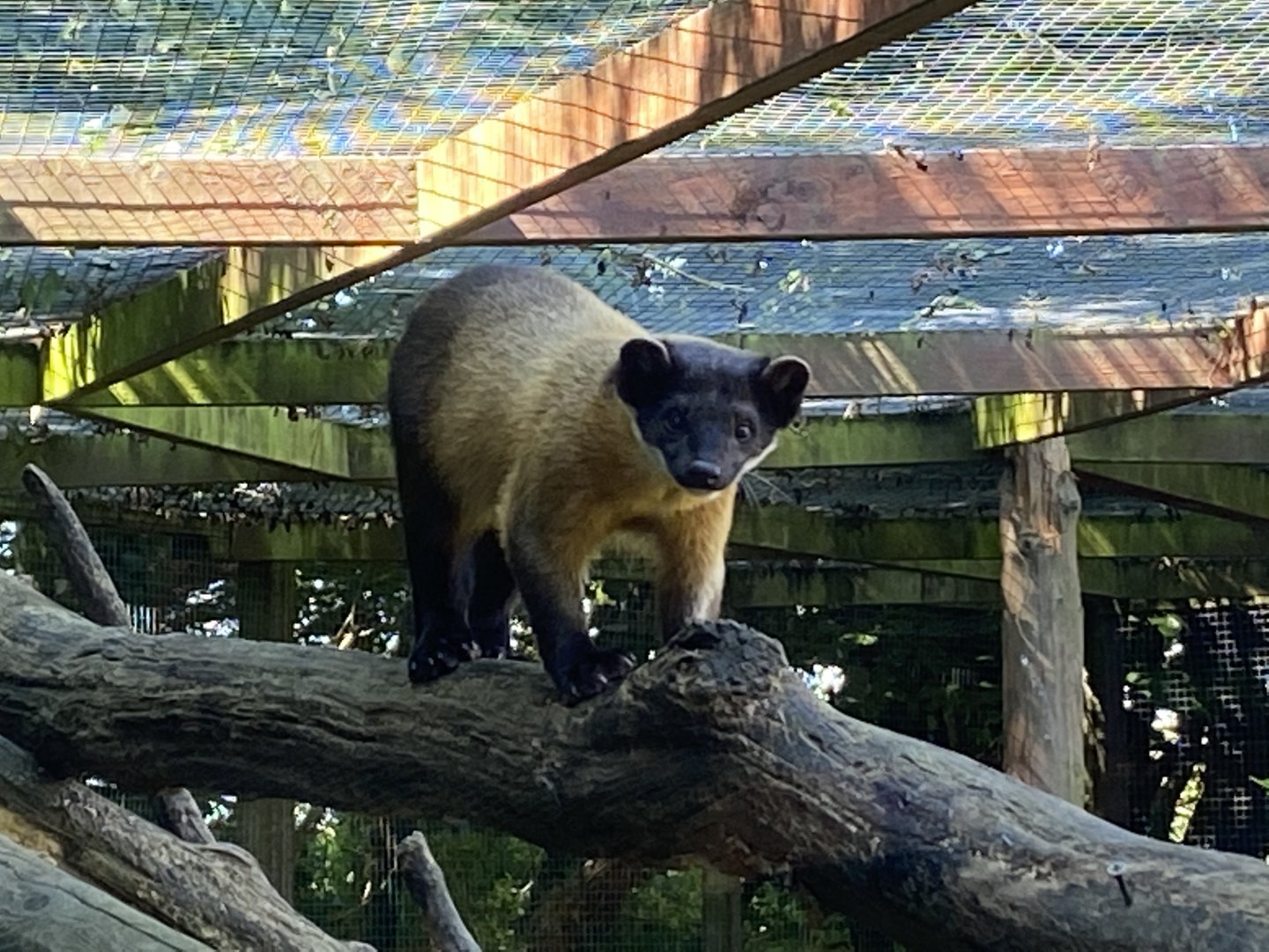 Northern yellow-throated marten 070820