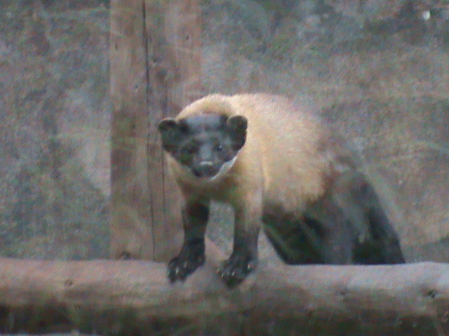 northern yellow-throated marten 080811