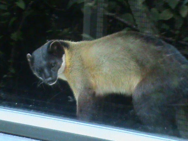 northern yellow-throated marten 080811