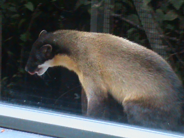 northern yellow-throated marten 080811