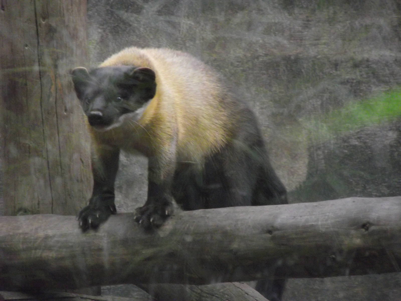 northern yellow-throated marten 080811