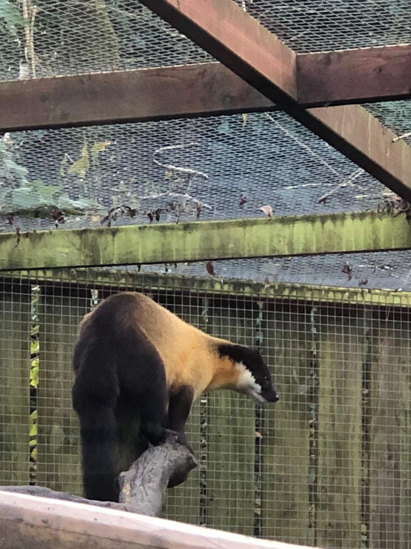 Northern yellow-throated marten 101119