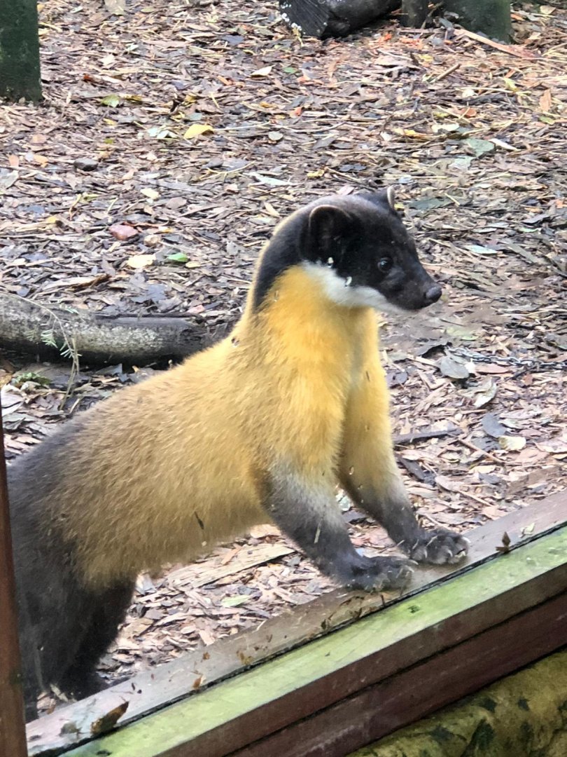 Northern yellow-throated marten 101119