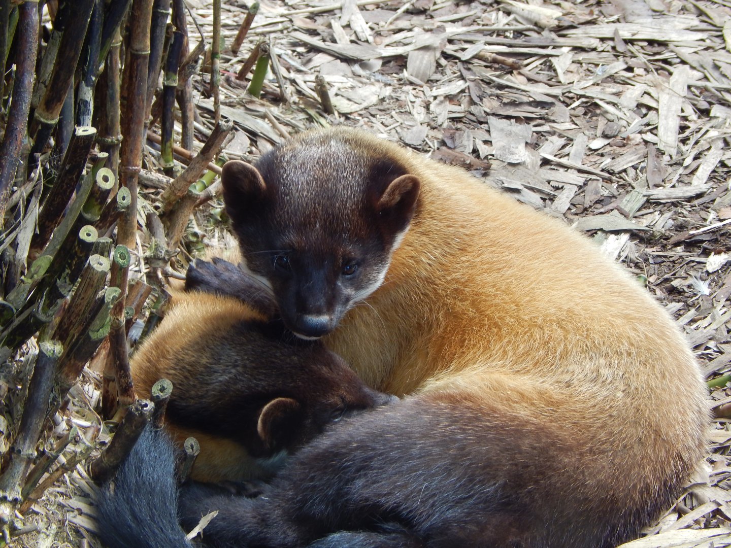Northern yellow-throated marten 140421
