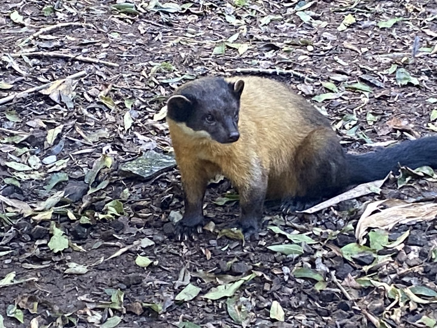 Northern yellow-throated marten 141023
