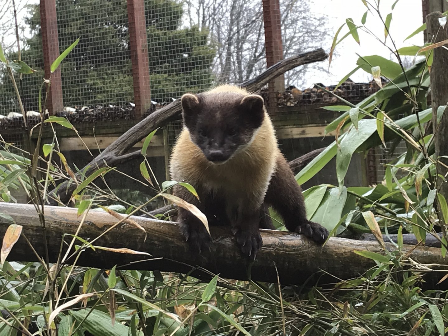 Northern yellow-throated marten 150418