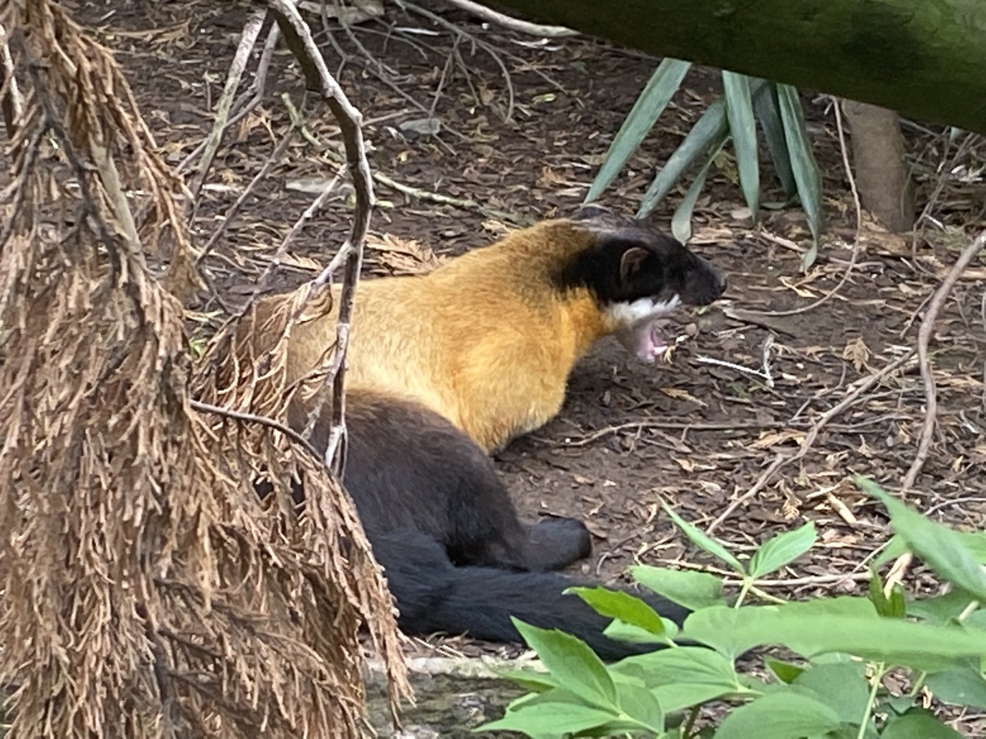 Northern yellow-throated marten 150522