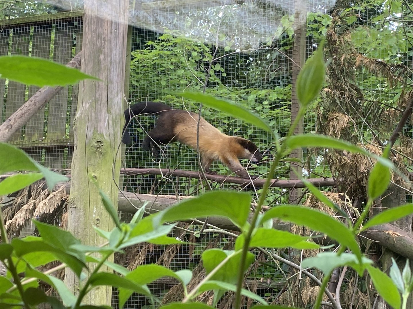 Northern yellow-throated marten 150522