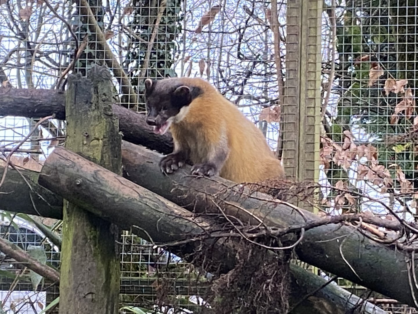 Northern yellow-throated marten 160122