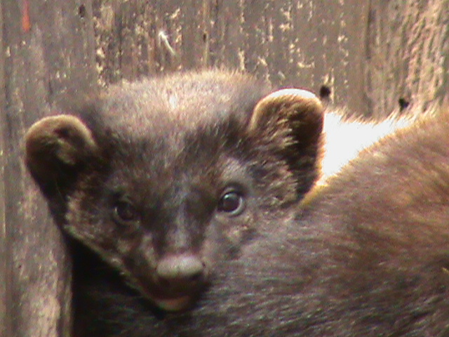 northern yellow throated marten 160911