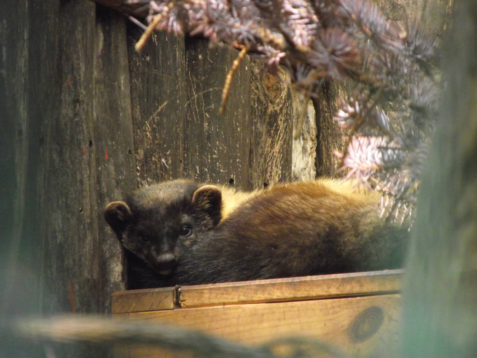 northern yellow throated marten 160911