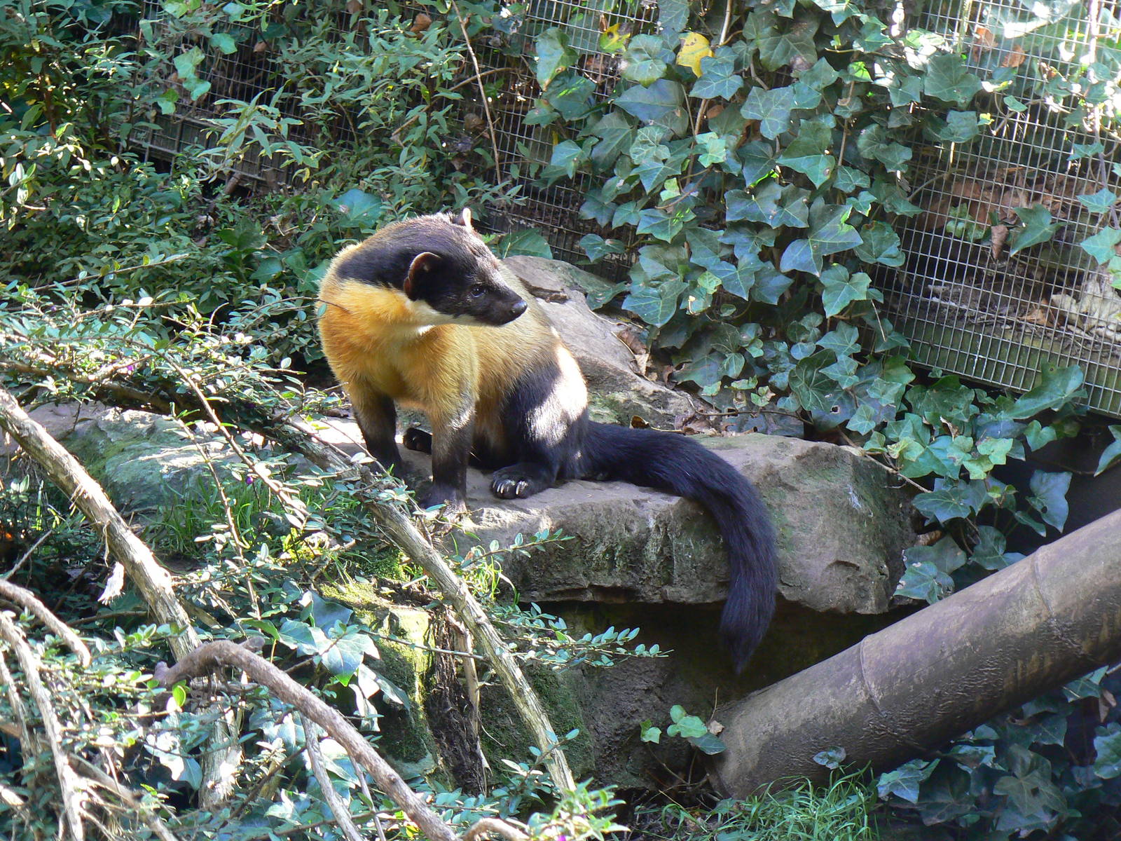 Northern Yellow-throated Marten- 17 October 2015