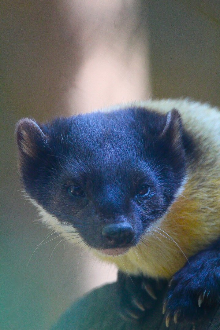 Northern Yellow Throated Marten- 4th September 2024