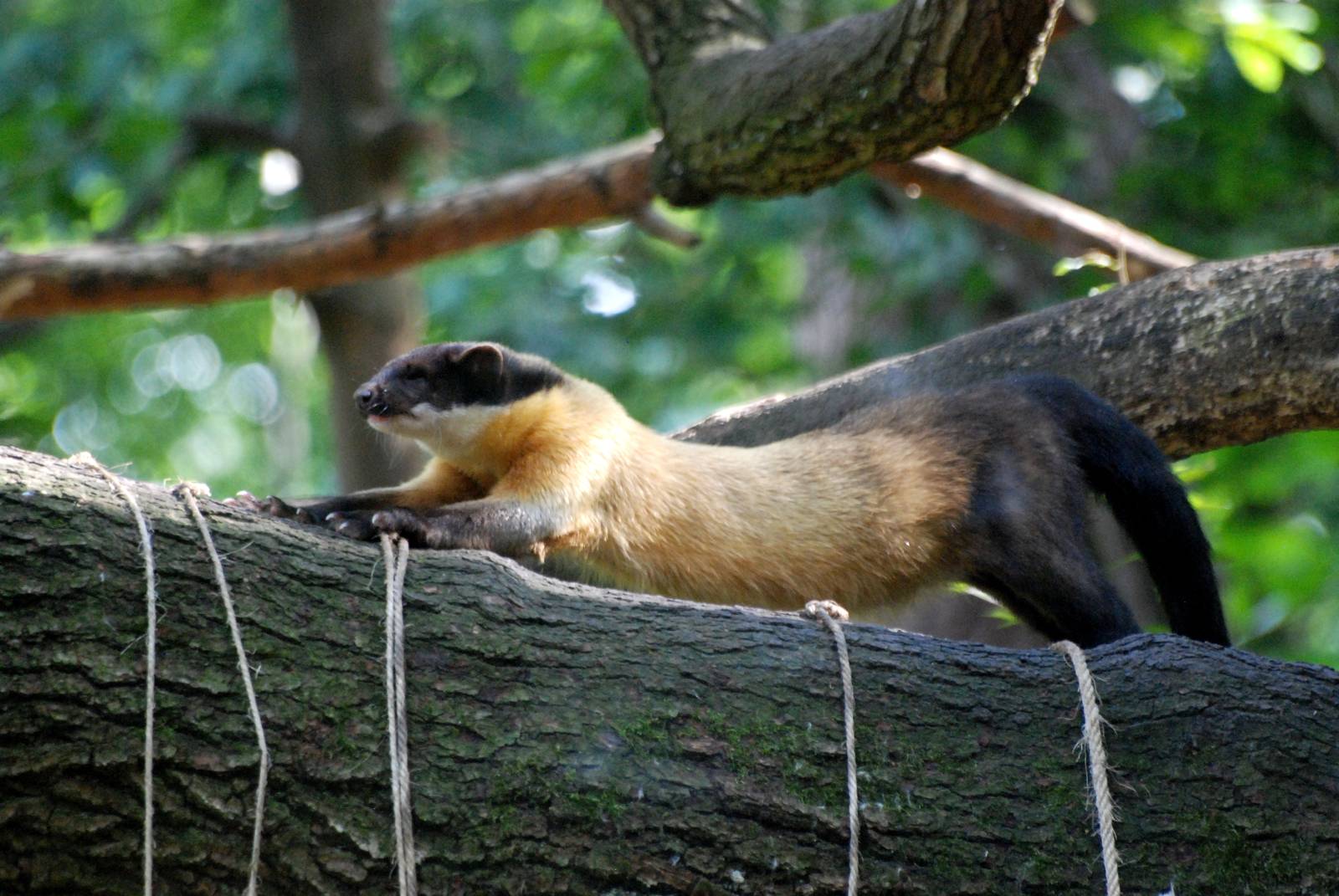 Northern Yellow-throated Marten at Nuremberg, 04/09/15