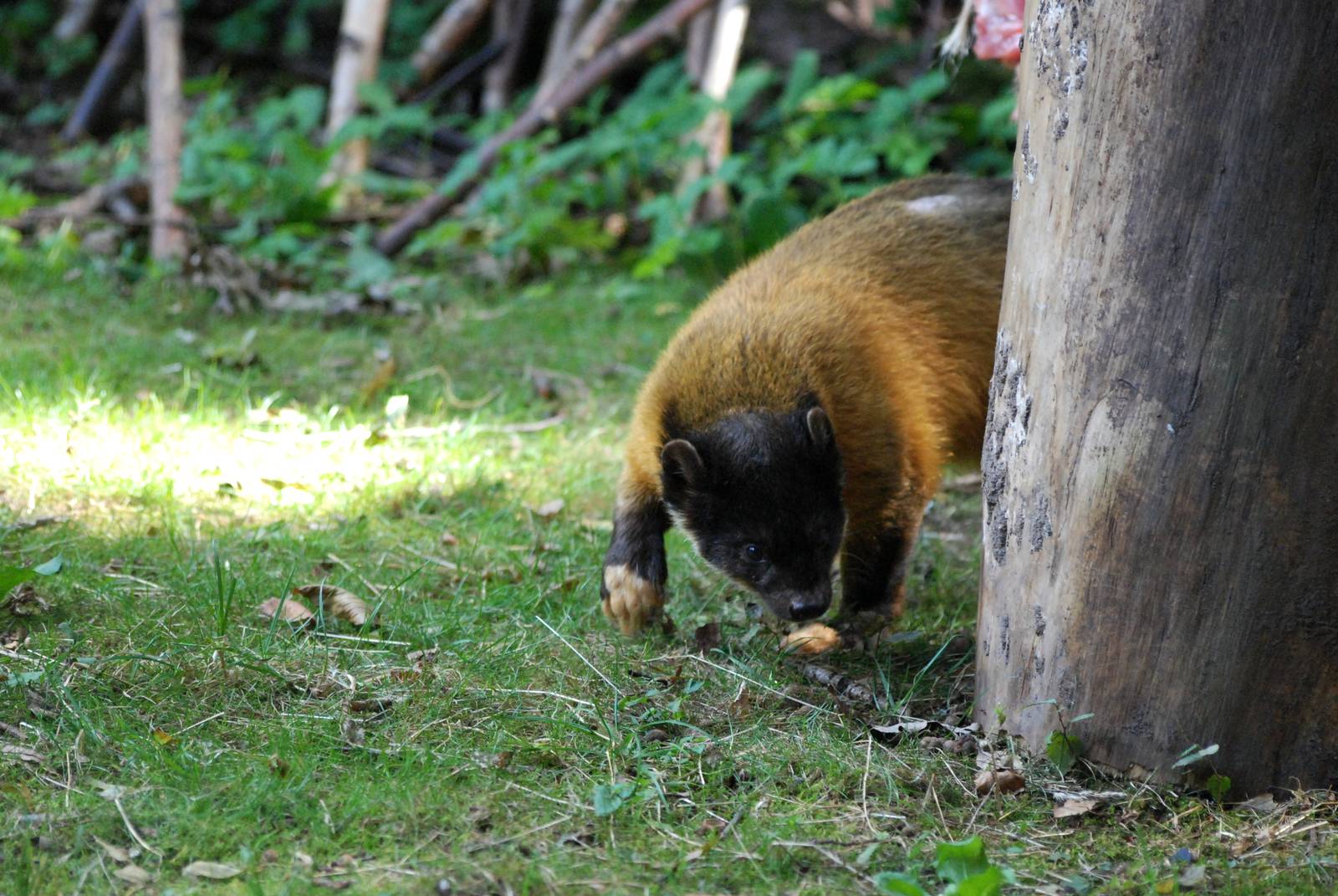 Northern Yellow-throated Marten at Nuremberg, 04/09/15