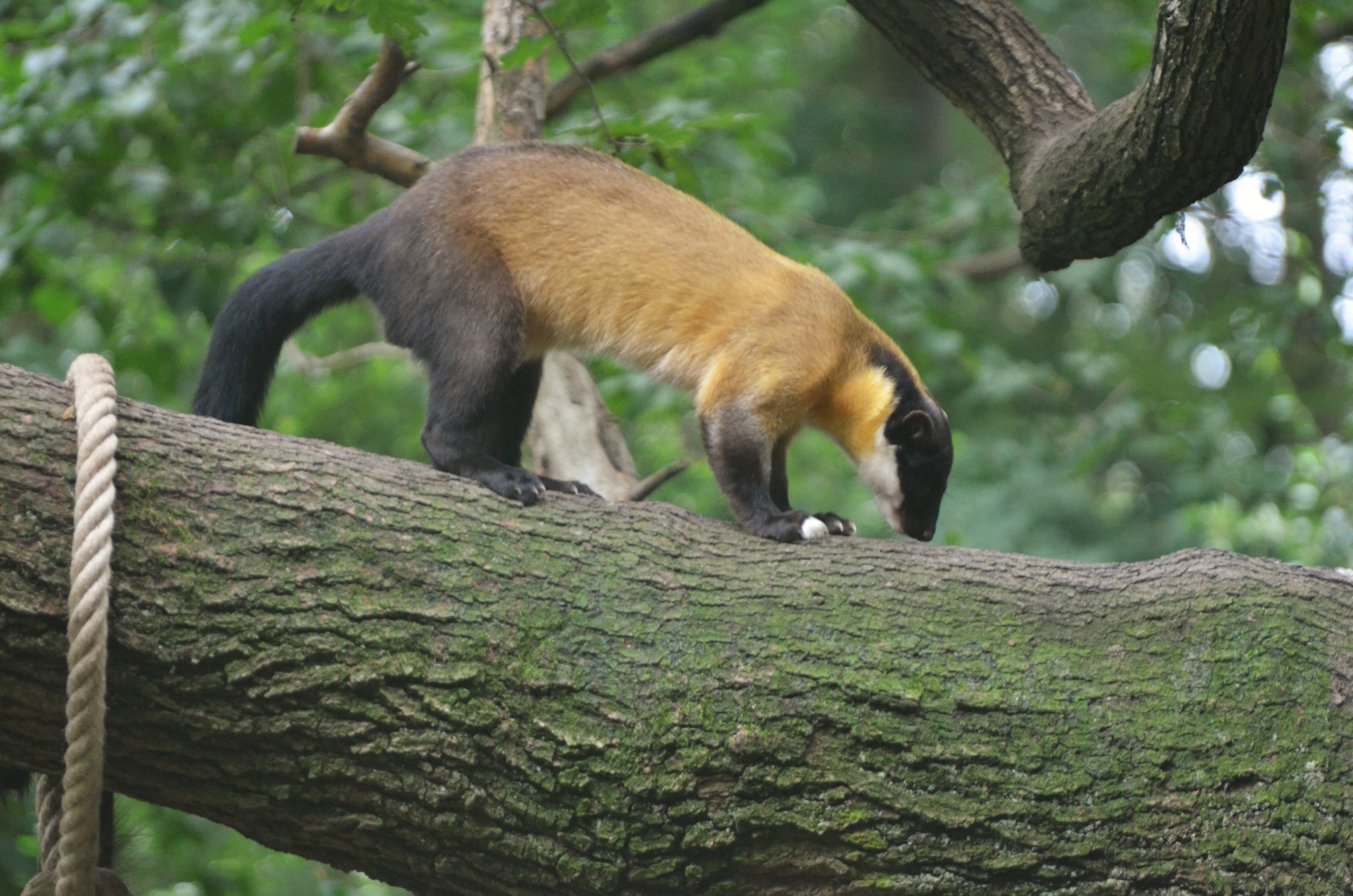 Northern Yellow-throated Marten at Nuremberg, 08/09/19