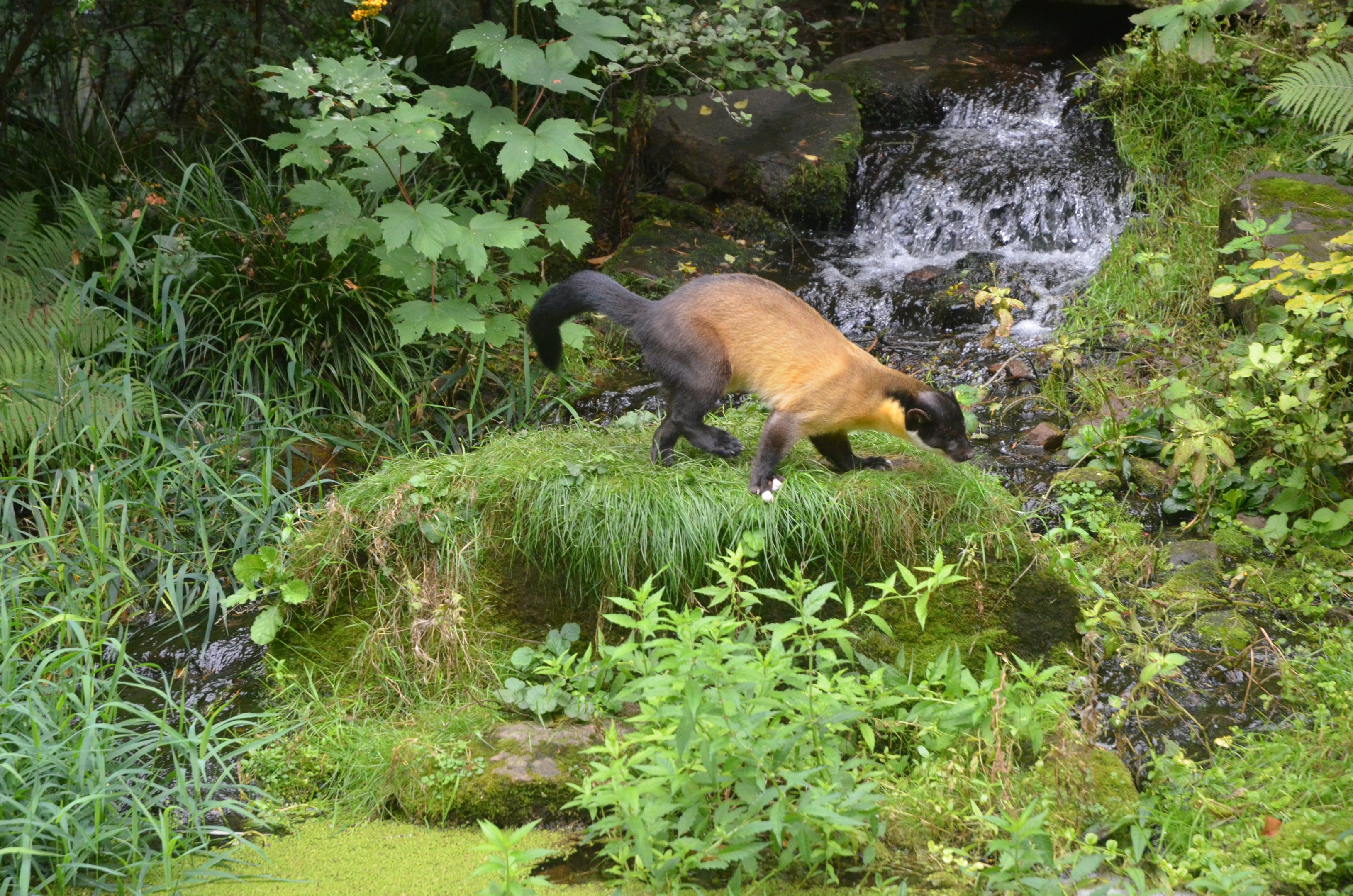 Northern Yellow-throated Marten at Nuremberg, 08/09/19