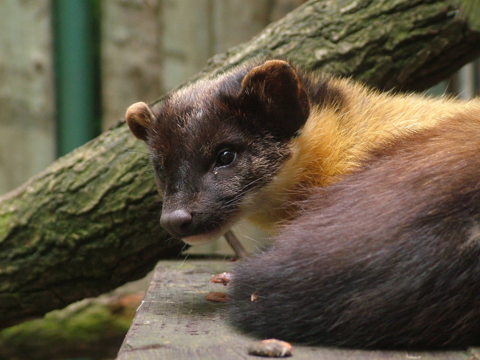 Northern Yellow-throated Marten at Olomouc 30/05/10
