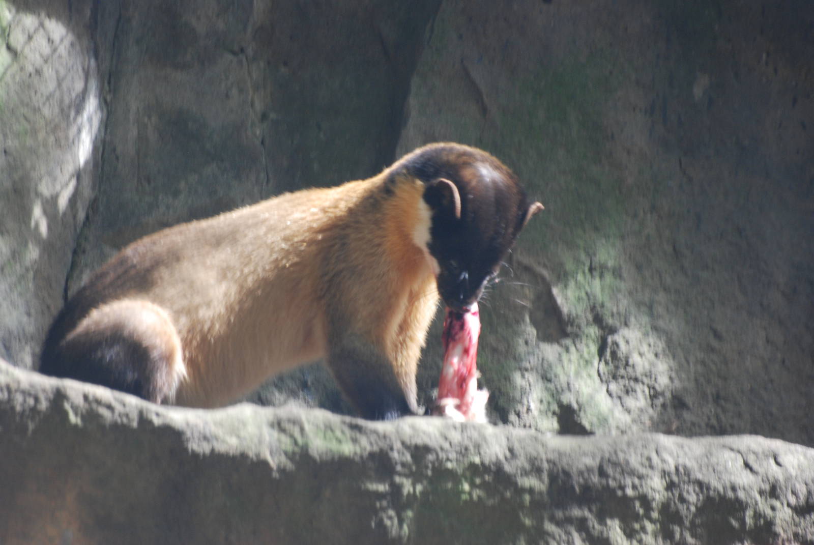 Northern Yellow-throated Marten at Tierpark Berlin, 30/08/11