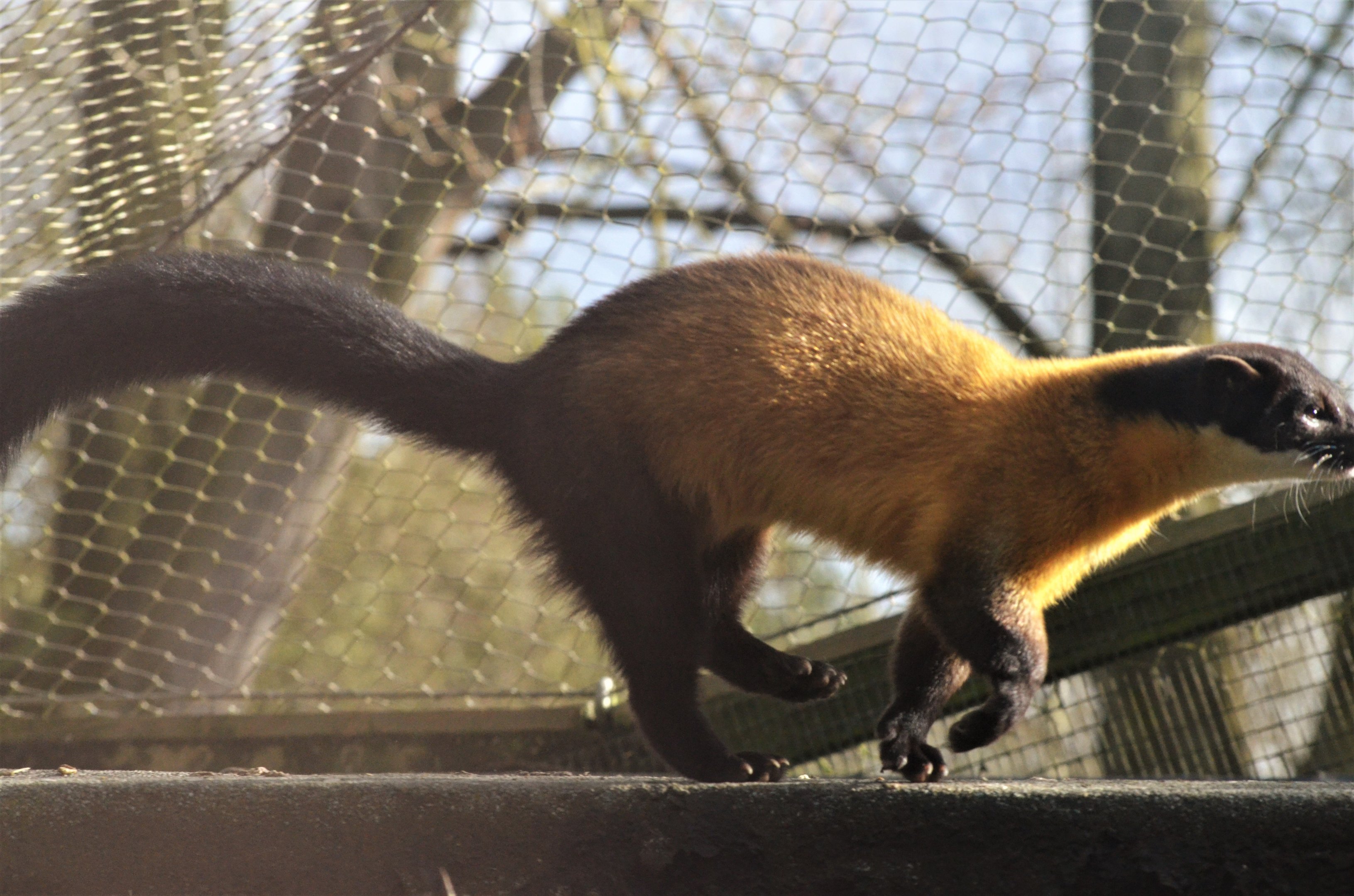 Northern Yellow-throated Marten at Twycross, 11/02/18