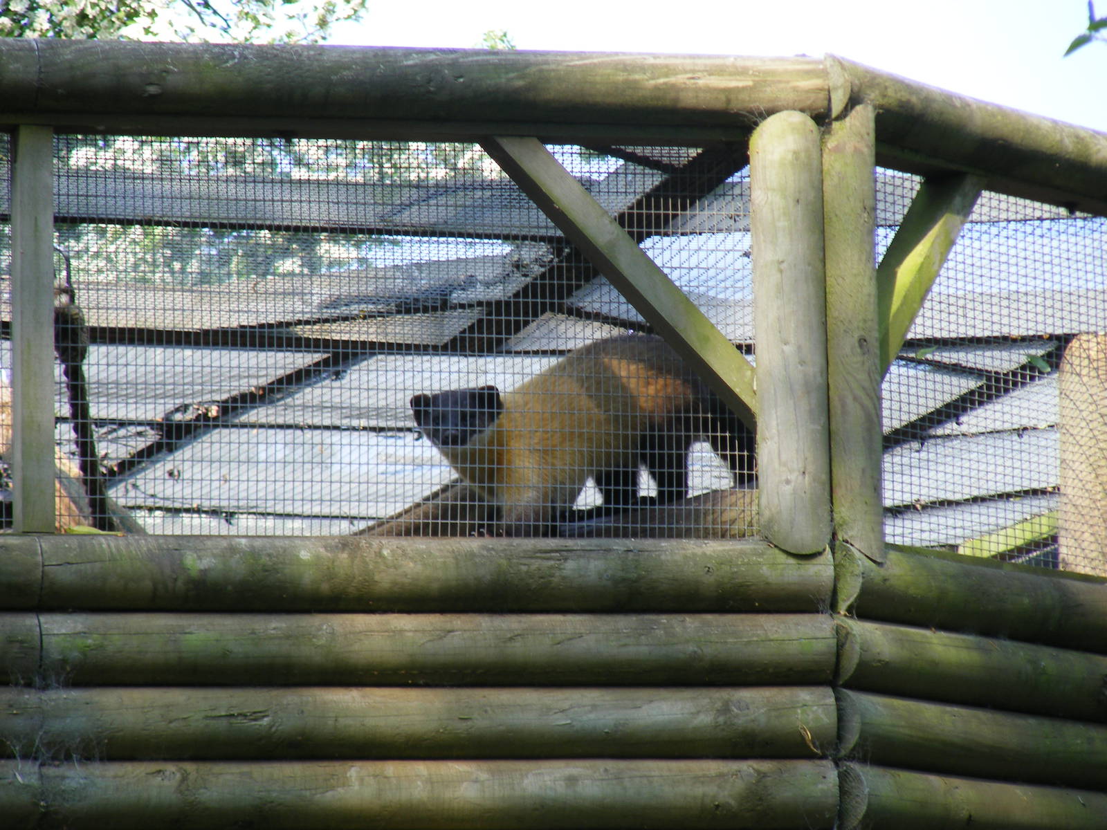 Northern yellow-throated marten at Twycross Zoo, 30 April 2011