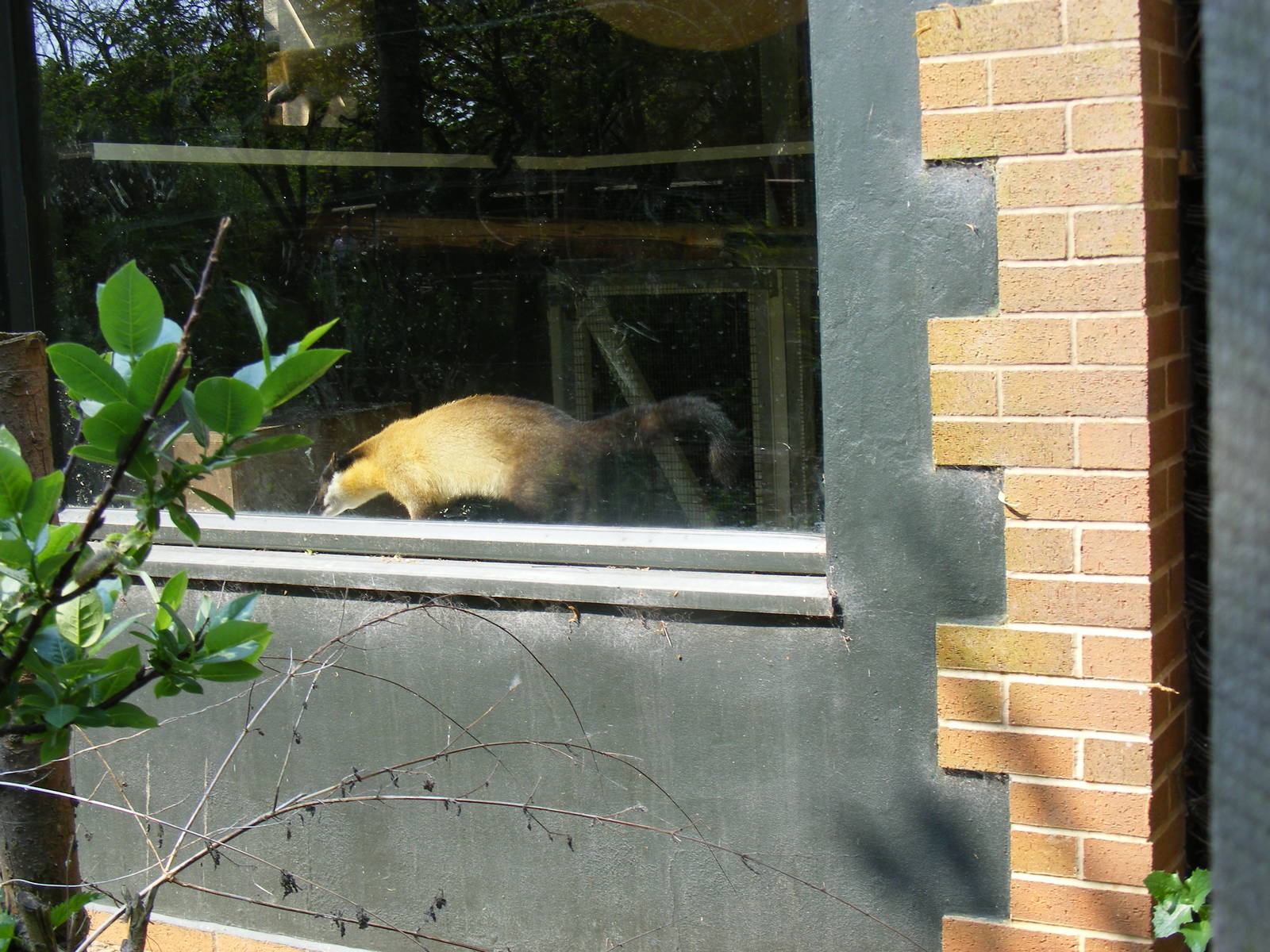 Northern yellow-throated marten at Twycross Zoo, 30 April 2011