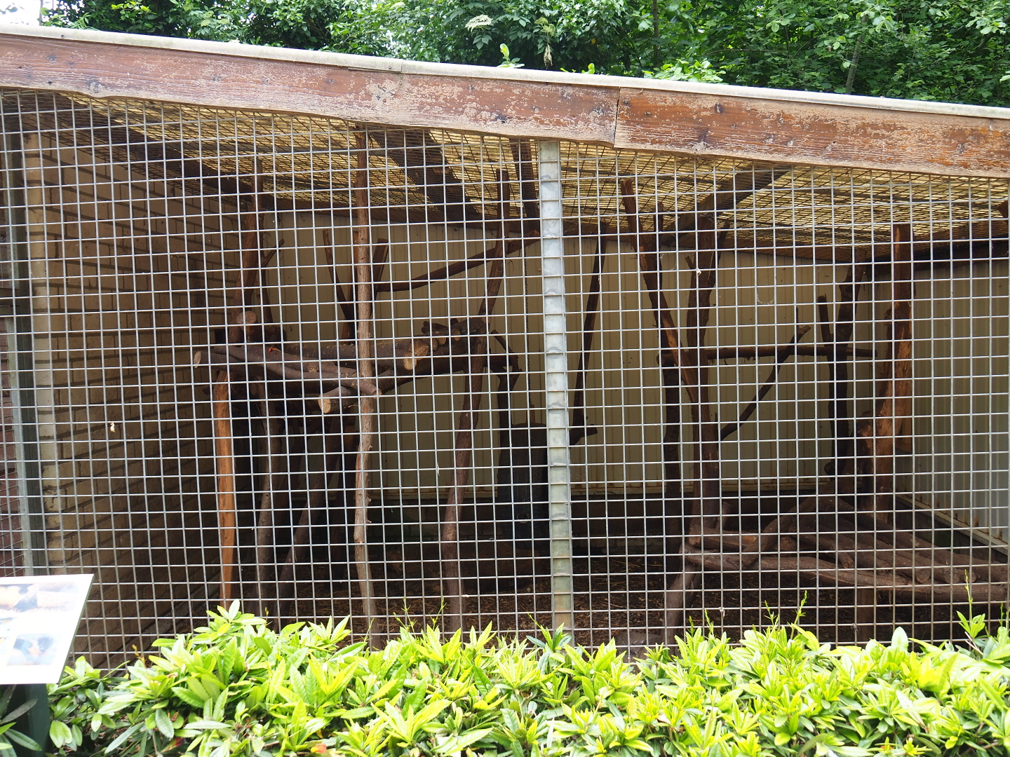 Northern yellow-throated marten cage, 2019-05-25