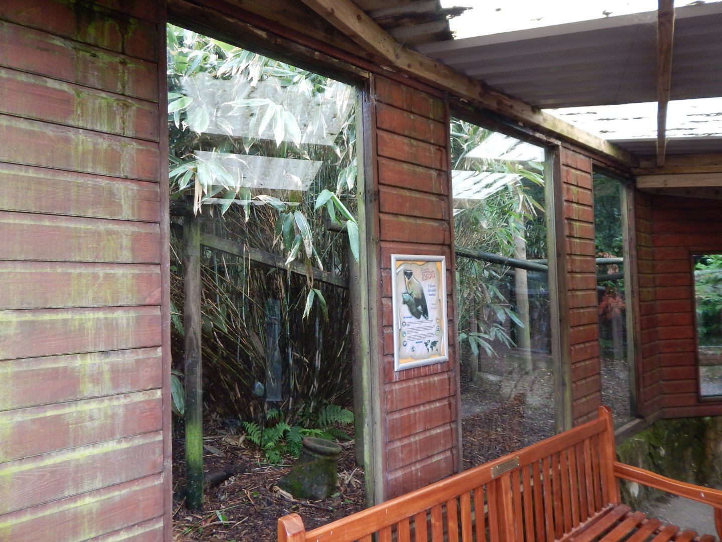 Northern yellow-throated marten enclosure 050625