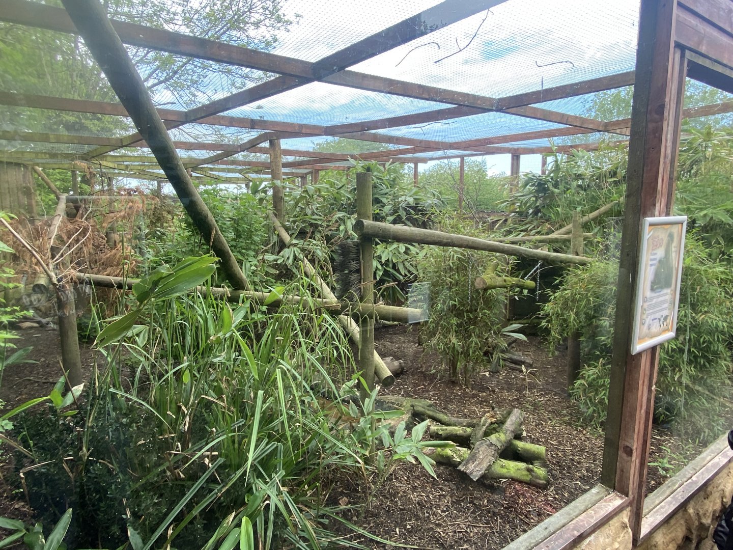 Northern yellow-throated marten enclosure 150522