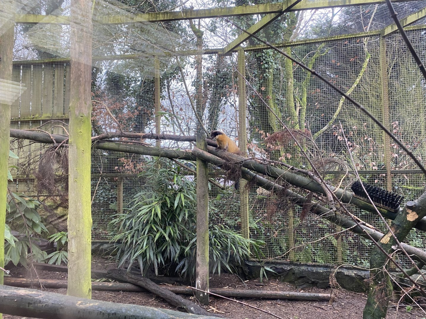 Northern yellow-throated marten enclosure 160122