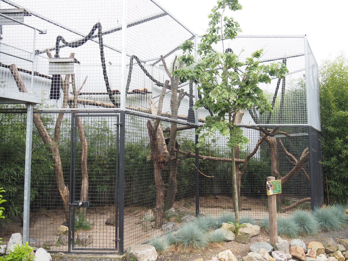 Northern yellow-throated marten exhibit, 2022-05-17