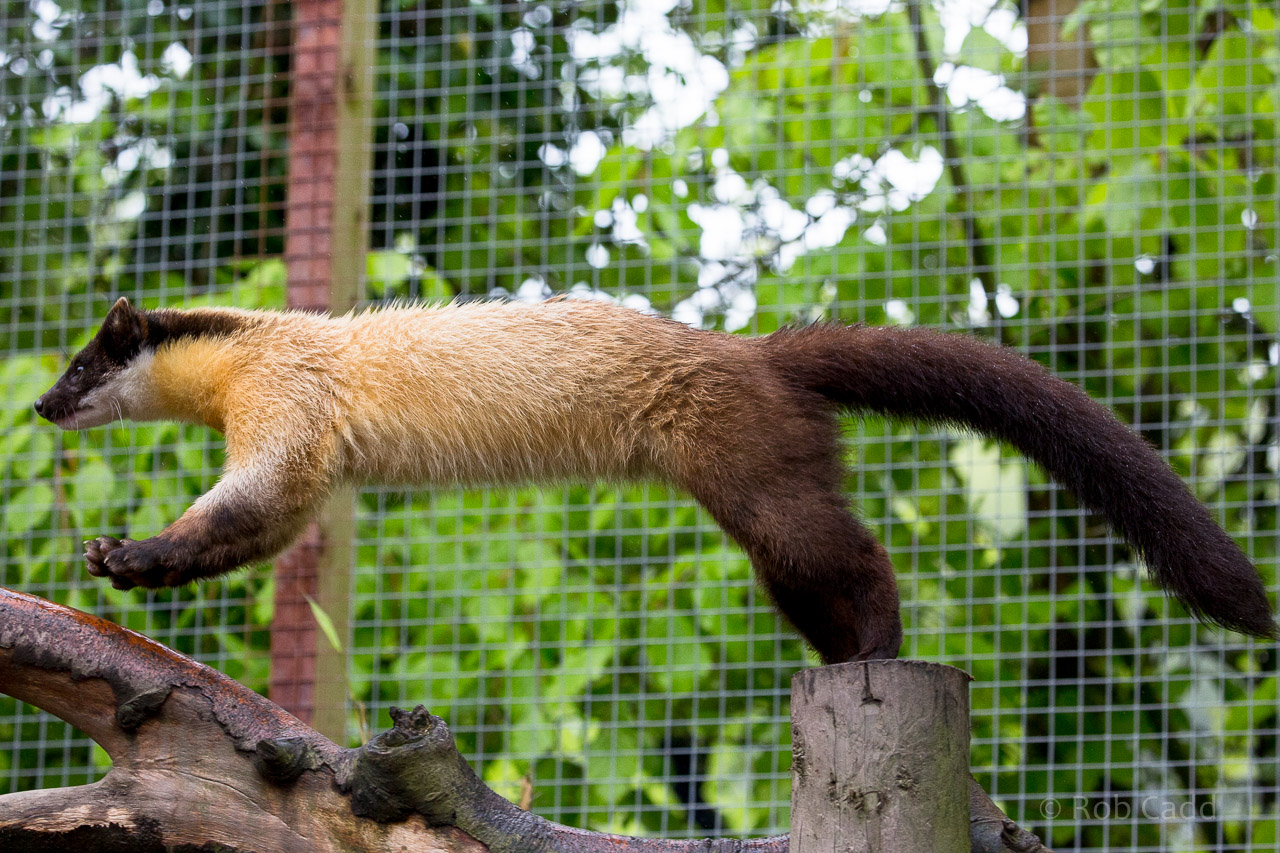 Northern yellow-throated marten : Exmoor Zoo : 22 May 2015