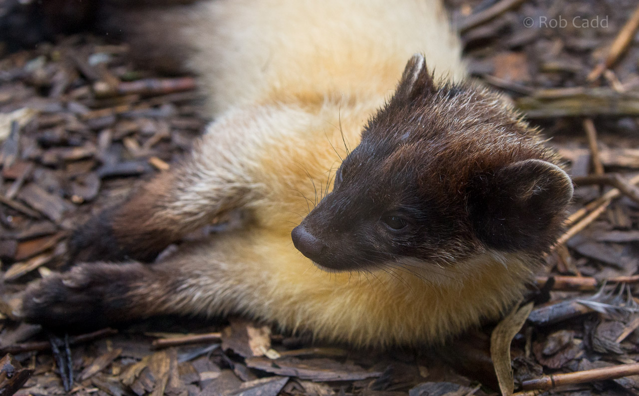 Northern yellow-throated marten : Exmoor Zoo : 22 May 2015