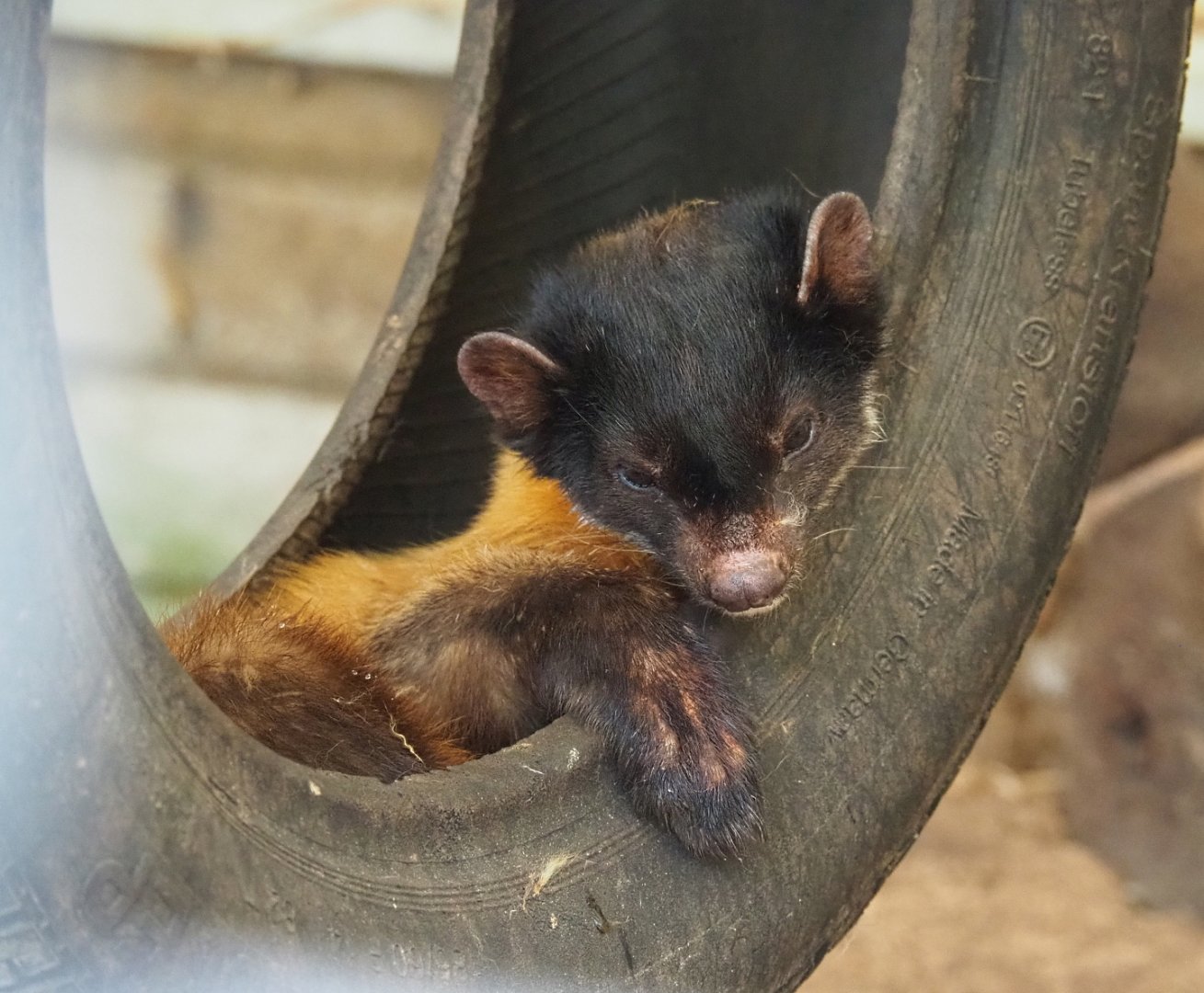 Northern yellow-throated marten (Martes flavigula aterrima), 2019-05-25