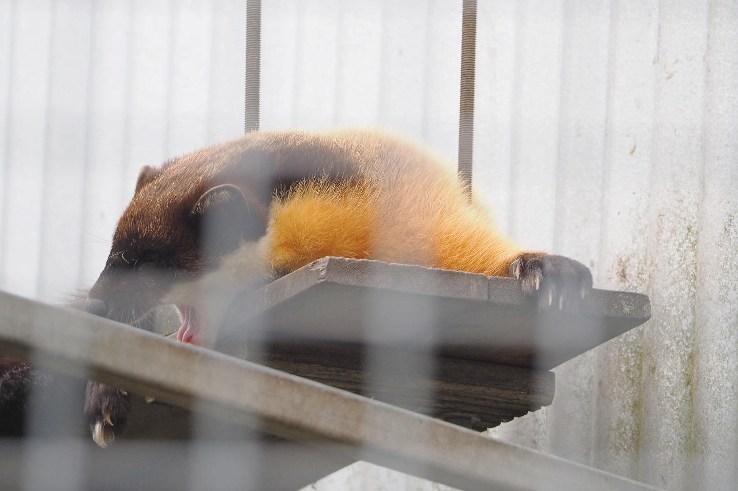 Northern yellow-throated marten (Martes flavigula aterrima), 2022-05-17