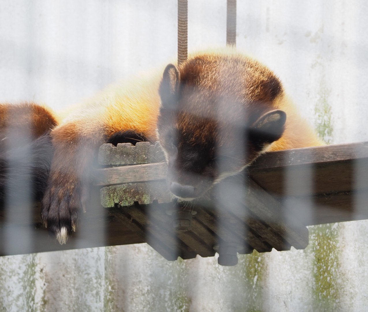 Northern yellow-throated marten (Martes flavigula aterrima), 2022-05-17