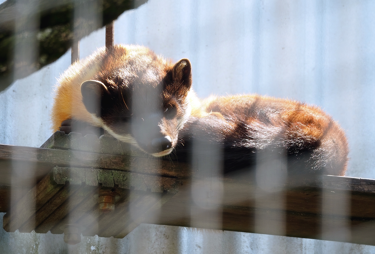 Northern yellow-throated marten (Martes flavigula aterrima), 2023-05-31