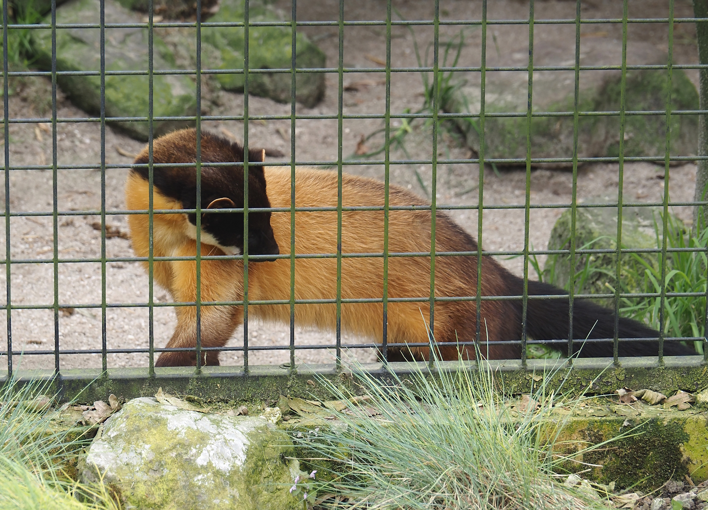Northern yellow-throated marten (Martes flavigula aterrima), 2024-04-14