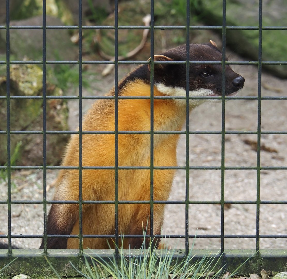 Northern yellow-throated marten (Martes flavigula aterrima), 2024-04-14