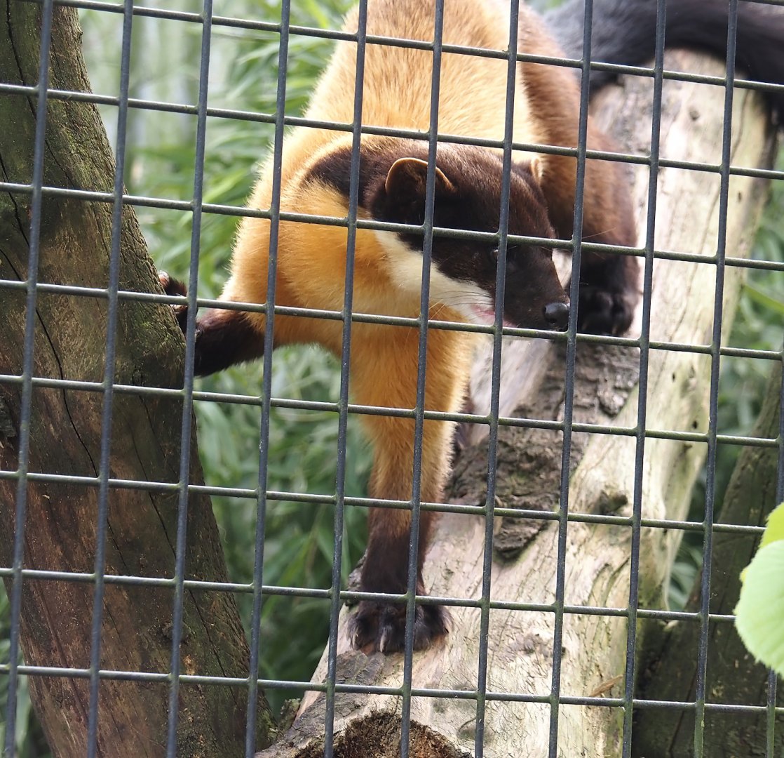 Northern yellow-throated marten (Martes flavigula aterrima), 2024-04-14
