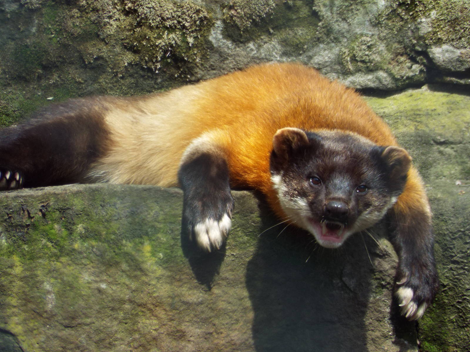 Northern Yellow-throated Marten (Martes flavigula aterrima) at Tierpark Ber