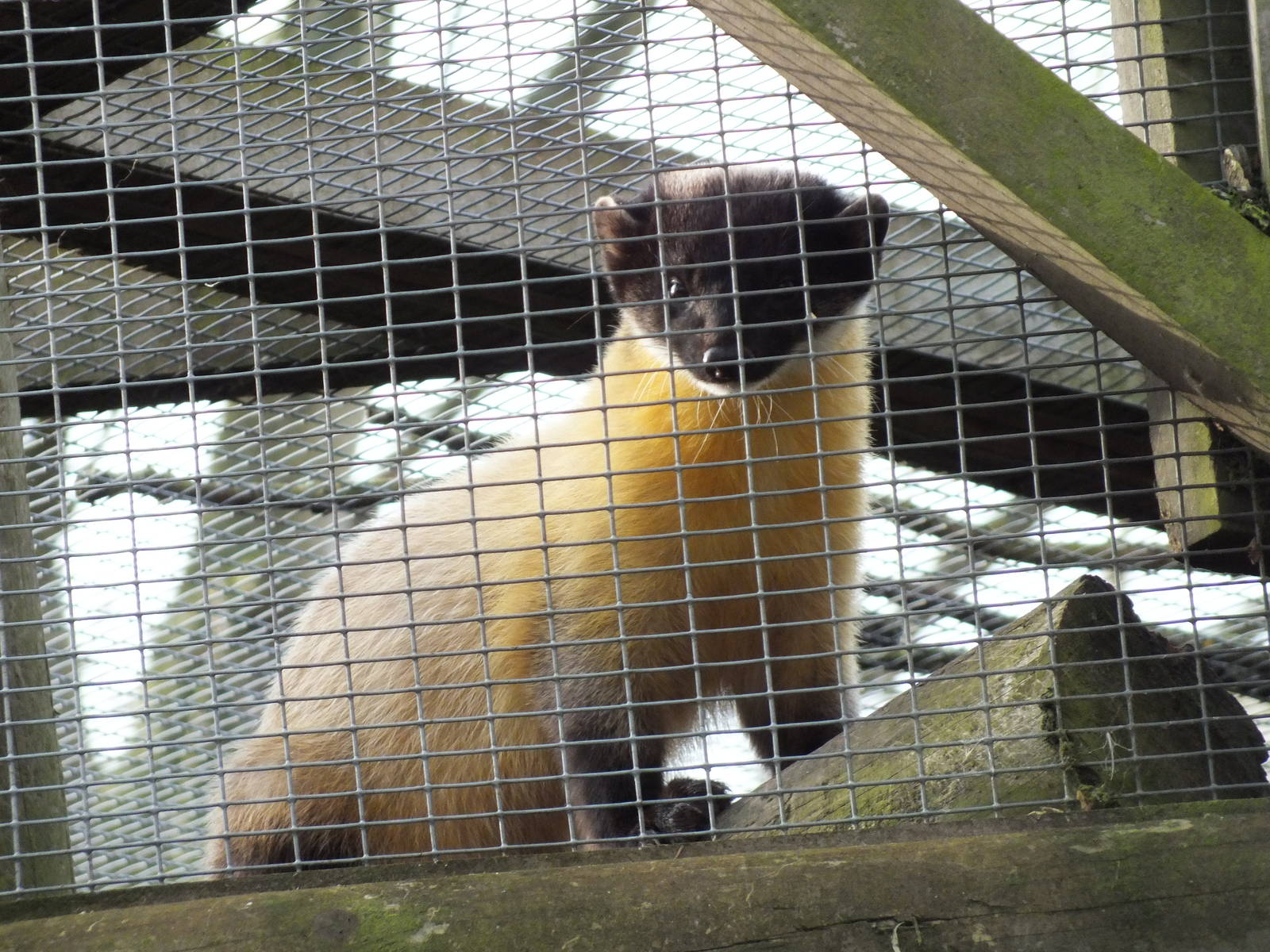 Northern yellow-throated marten (Martes flavigula aterrima) - Twycross Zoo,