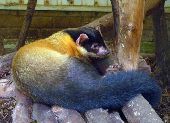 Northern yellow-throated marten (Martes flavigula aterrima)