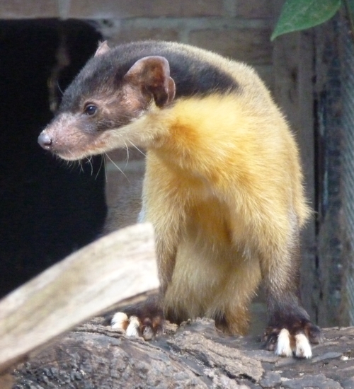 Northern yellow-throated marten (Martes flavigula aterrima)